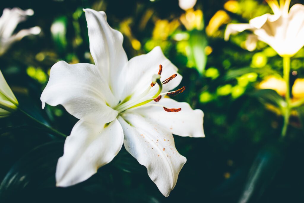 white easter lily growing