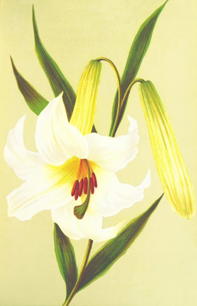 how to grow easter lily