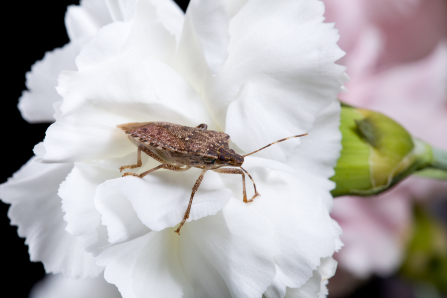 stink bug on a white flower