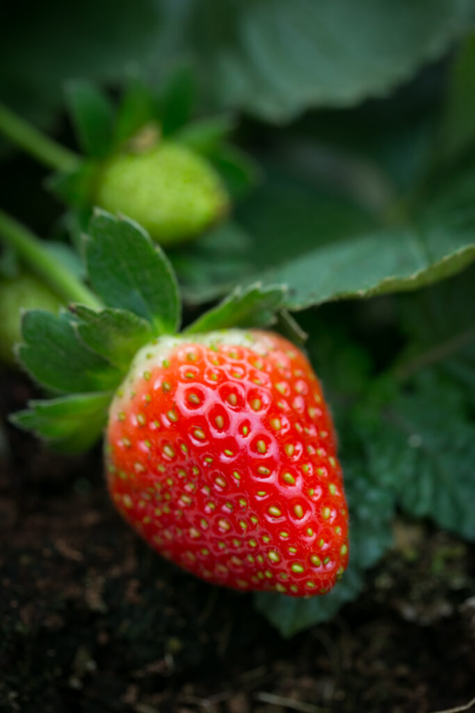 single strawberry growing indoors