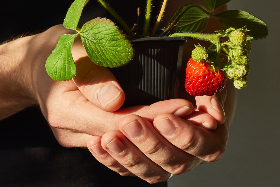 hands holding strawberry plant indoors