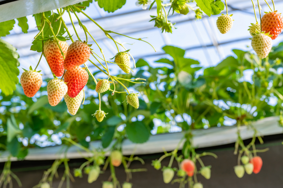 strawberry plants growing indoors