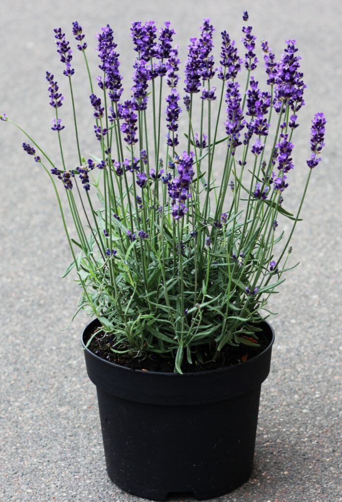 lavender plant in pot