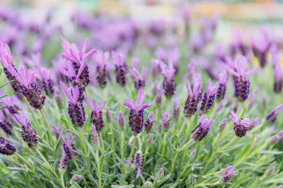 fresh lavender plant with purple blooms
