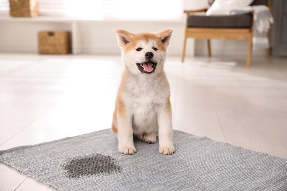 adorable puppy next to pee stain on carpet