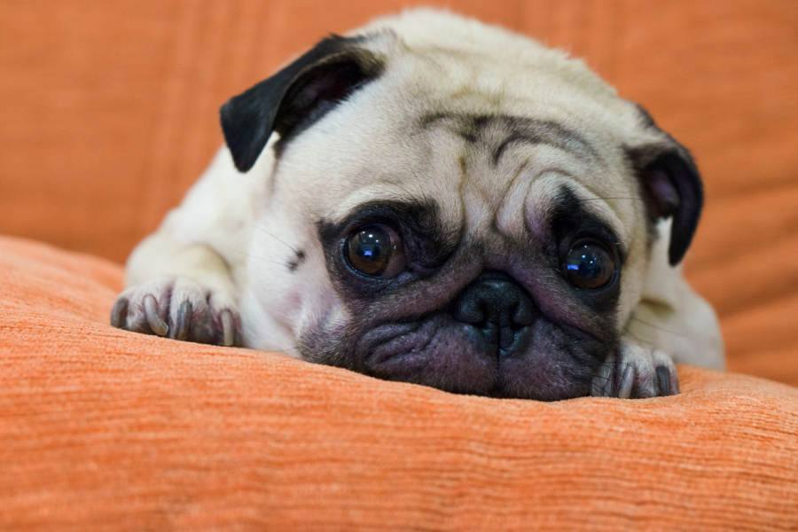sad pug laying on orange couch