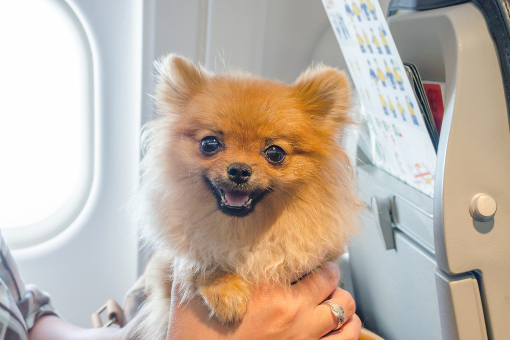 Pomeranian dog on lap on plane