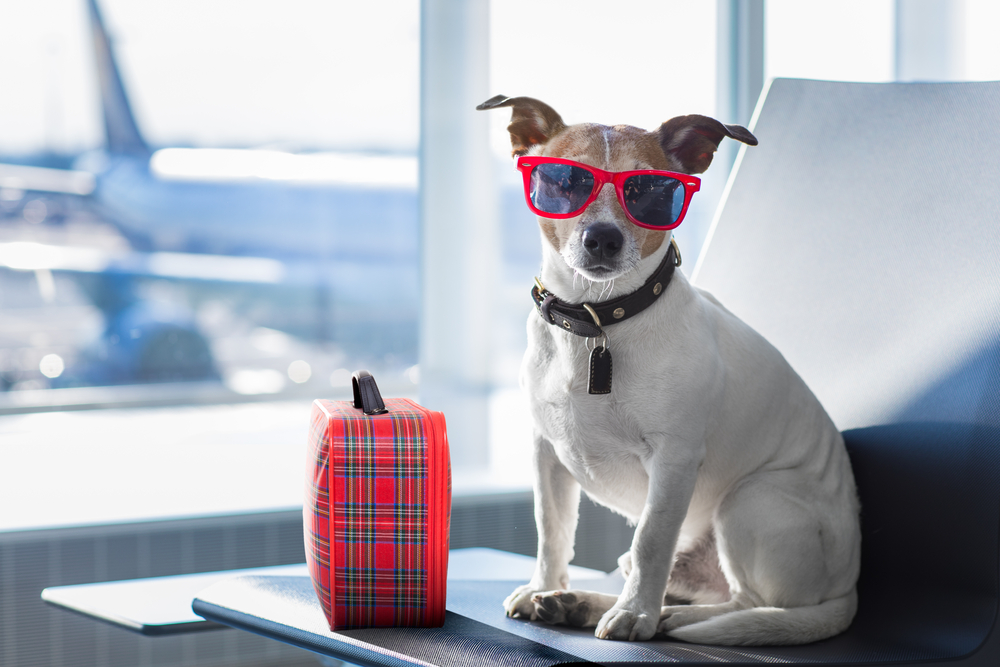 dog dressed up with bag at airport 