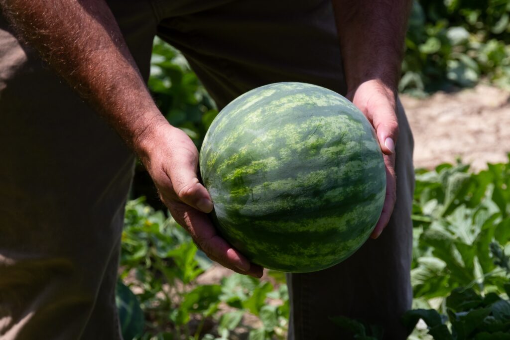 man holding watermelon in hands